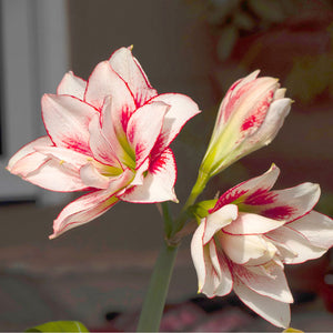 Elvas Novelty Amaryllis