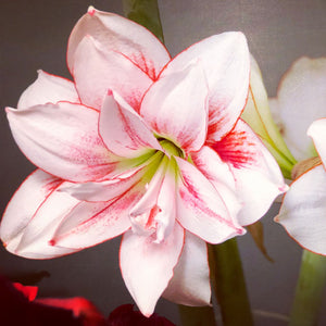 Elvas Novelty Amaryllis