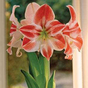 Comet Christmas Blooming Amaryllis