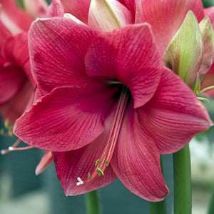 Cupid Christmas Blooming Amaryllis