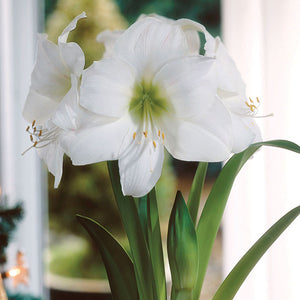 Dancer Christmas Blooming Amaryllis