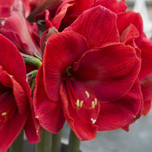 Rudolph Christmas Blooming Amaryllis