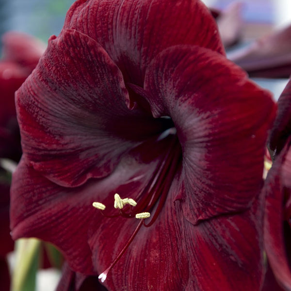 Vixen Christmas Blooming Amaryllis - Botanus