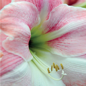 Dasher Christmas Blooming Amaryllis