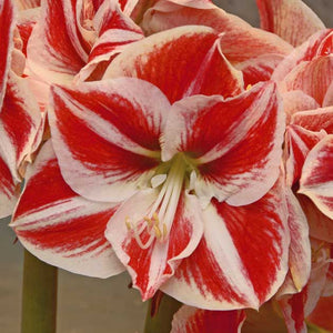 Prancer Christmas Blooming Amaryllis