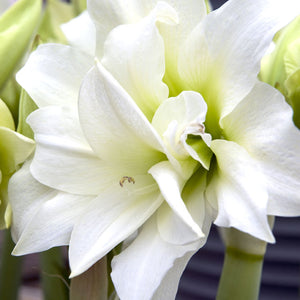Donner Christmas Blooming Amaryllis
