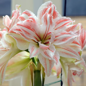 Dancing Queen Novelty Amaryllis