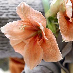 Rilona Novelty Amaryllis