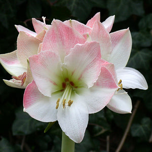 Apple Blossom Mammoth Amaryllis