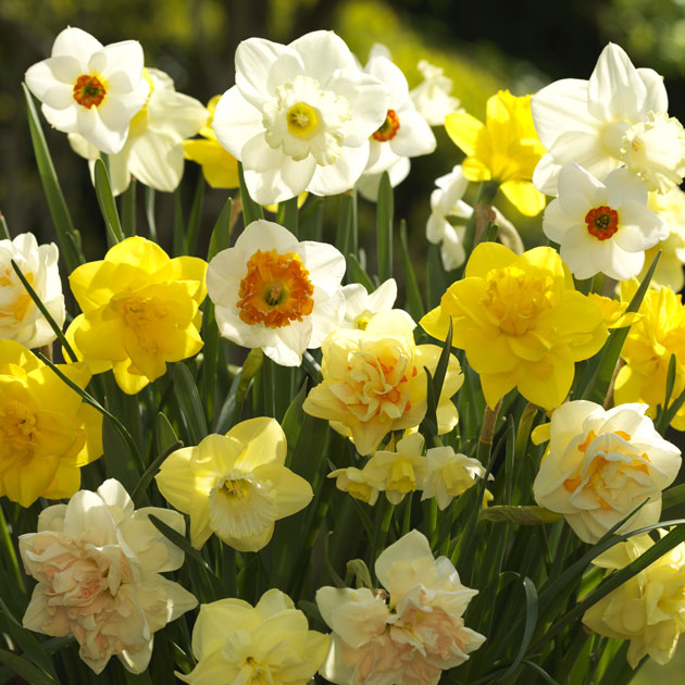 Mixed Narcissi - Botanus