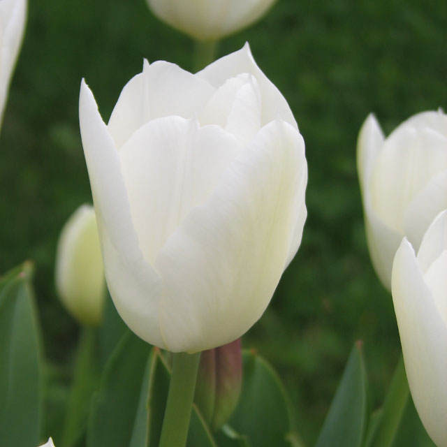 Wildhof Triumph Tulips - Botanus