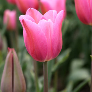 Pink Mistress Triumph Tulip