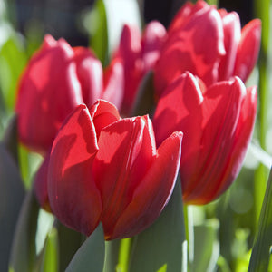 Couleur Cardinal Single Early Tulip