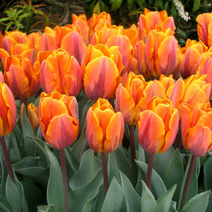 Princess Irene Single Early Tulips
