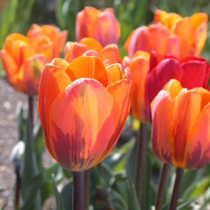 Princess Irene Single Early Tulips