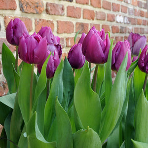 Purple Prince Single Early Tulip