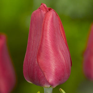 Ruby Prince Single Early Tulip