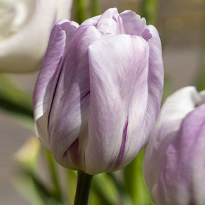 Bulbes de tulipes rubis prince