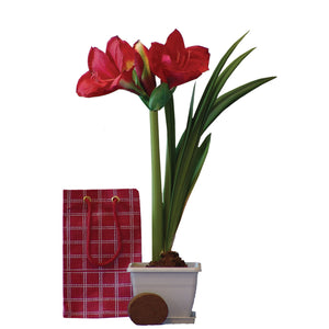 Amaryllis Gift Kit-Red