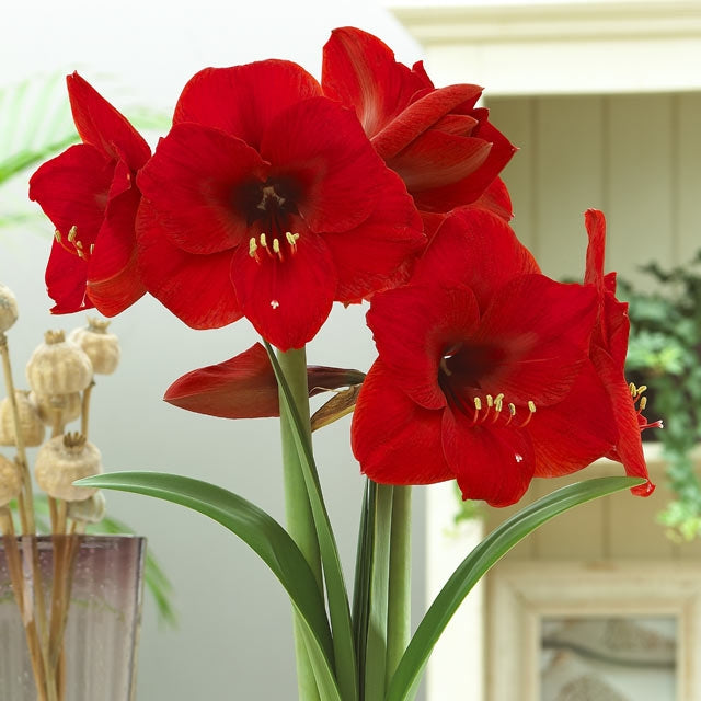 Waxed Amaryllis-Red Wax - Botanus
