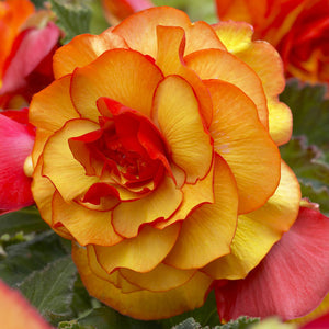 Picotee Yellow Novelty Begonia