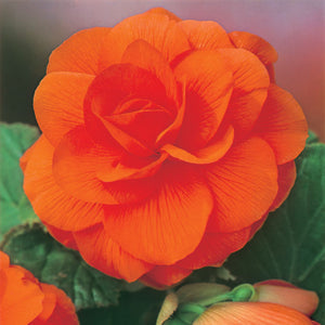 Orange Double Camellia Begonia