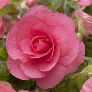 Pink Double Camellia Begonia