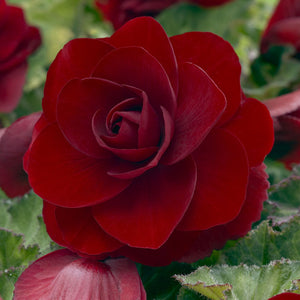 Red Double Camellia Begonia