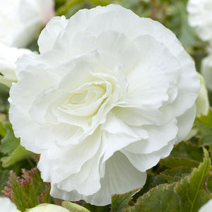 White Double Camellia Begonia