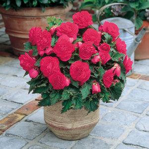Pink Non-Stop Begonia