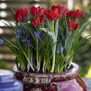 Abba Double Early Tulip