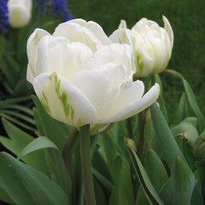 Mondial Double Early Tulip