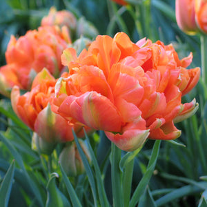 Monte Orange Double Early Tulip