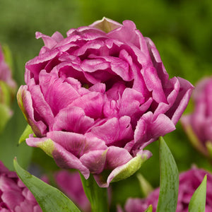 Amazing Grace Double Early Tulip