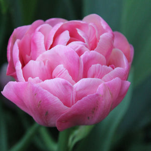 Amazing Grace Double Early Tulip