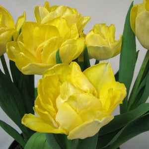 Secret Perfume Double EarlyTulip