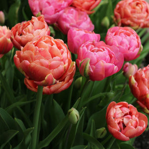 Buy online: Foxgloves ElleGrip Tulip Red Small