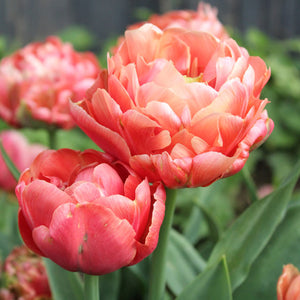 Copper Image Double Early Tulip