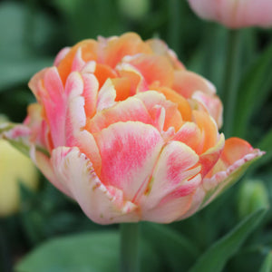 Foxy Foxtrot Double Early Tulip