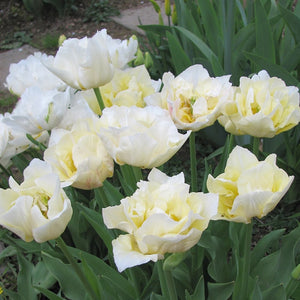 Silk Road Double EarlyTulip