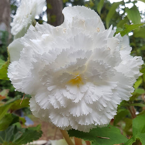 Fimbriata White Novelty Begonia