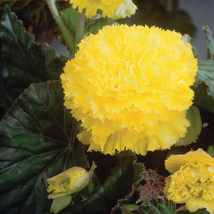 Fimbriata Yellow Novelty Begonia