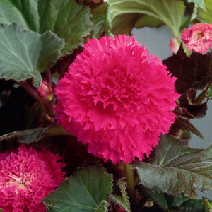 Fimbriata Pink Novelty Begonia
