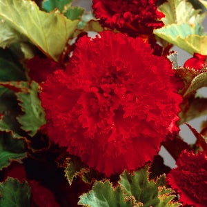 Fimbriata Red Novelty Begonia