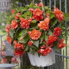 KENZO❣️Begonia 5点おまとめ Giant Pendula Apricot Novelty Begonia - Botanus