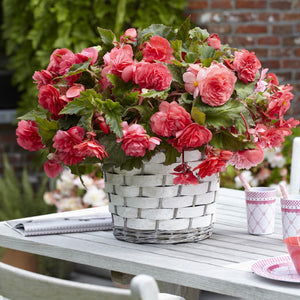 Pink Delight Novelty Begonia