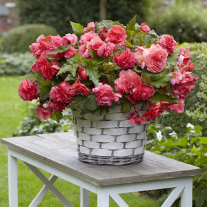 Pink Delight Novelty Begonia