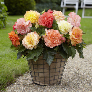 Samba Novelty Begonia