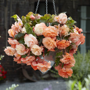 Splendide Apricot Novelty Begonia