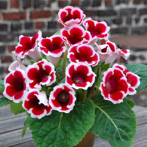 Emperor Frederick Gloxinia